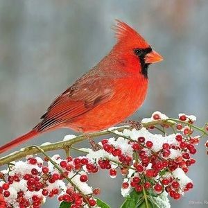 Meet your Posher, Gina